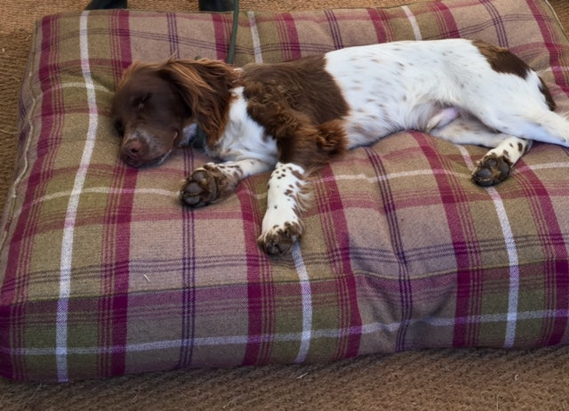 AUTUMN GAME FAIR ARDINGLY